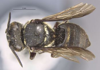 Media type: image;   Entomology 16212 Aspect: habitus dorsal view